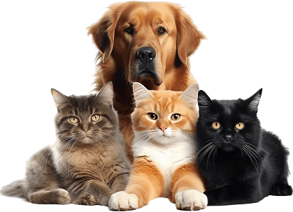 dog enjoying bath with ADUS shampoo