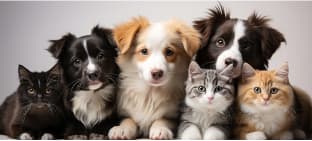 ADUS partner veterinarians recommending products